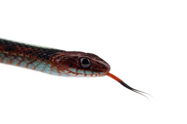 Beyaz arka plan üzerinde izole Doğu Garter yılanı