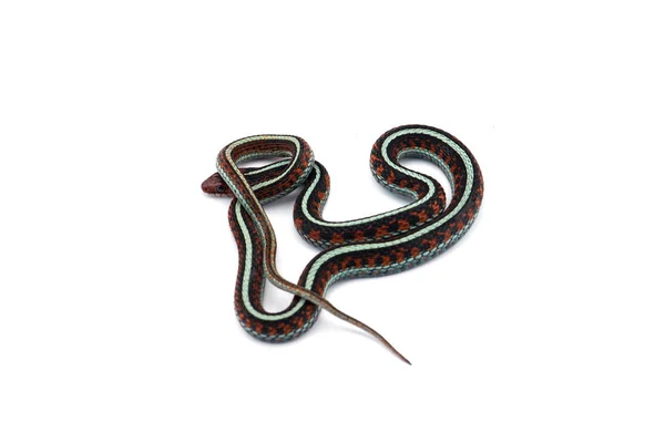 Oriental Garter Snake Aislado Sobre Fondo Blanco — Foto de Stock