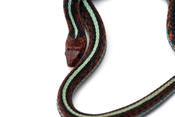 Oriental Garter Snake Aislado Sobre Fondo Blanco —  Fotos de Stock