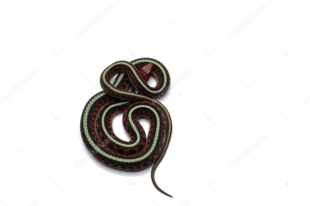 Eastern Garter Snake isolated on white background