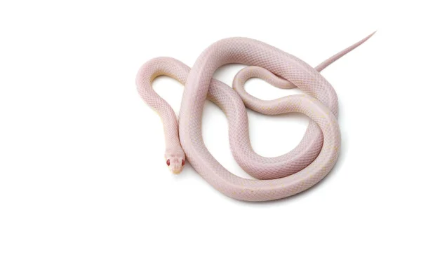 Serpente Mais Isolato Sfondo Bianco — Foto Stock