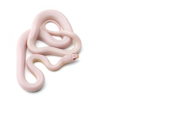 Corn Snake Isolated White Background — Stock Photo, Image