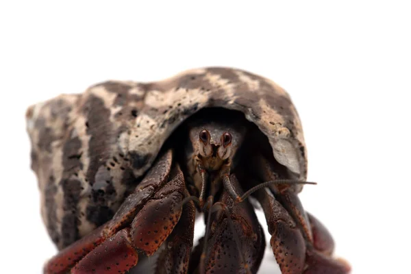 Hermit Crab Isolated White Background — Stock Photo, Image