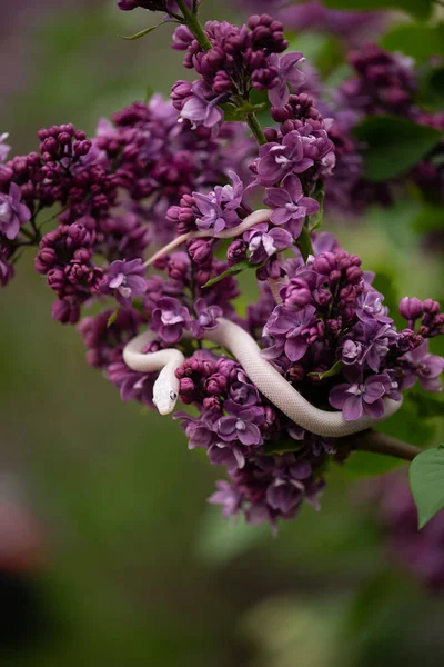 白い美ラットヘビCreepingオンライラック花 — ストック写真