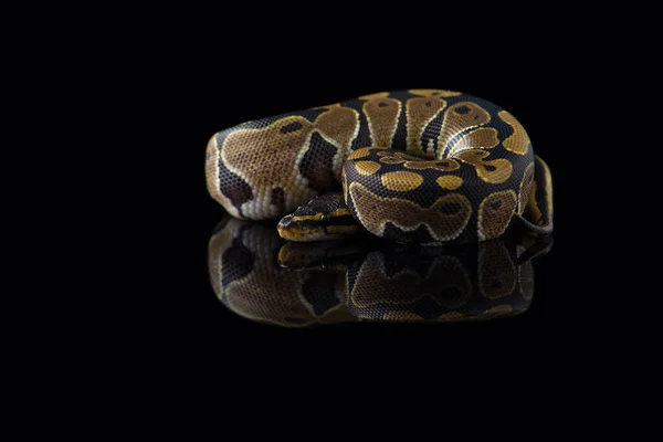 Koninklijke Python Geïsoleerd Zwarte Achtergrond — Stockfoto