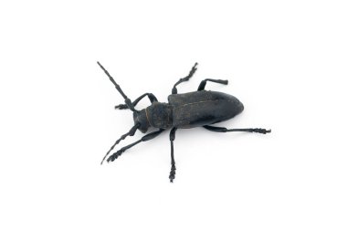 Dokumacı siyah böcek beyaz arkaplanda izole edilmiş.