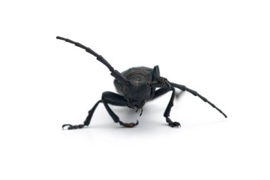 Dokumacı siyah böcek beyaz arkaplanda izole edilmiş.