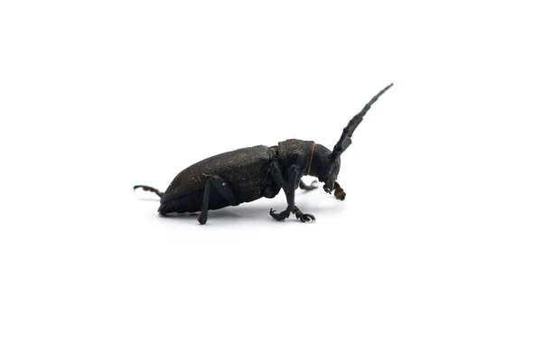 Escarabajo Negro Tejedor Aislado Sobre Fondo Blanco — Foto de Stock