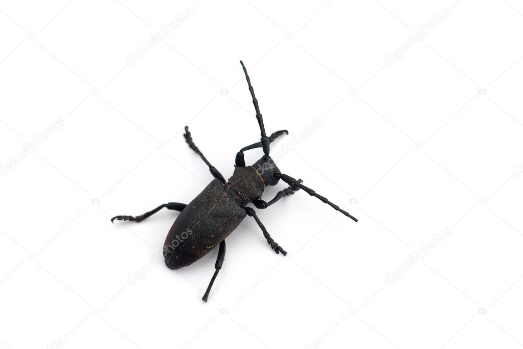 The weaver black beetle isolated on white background
