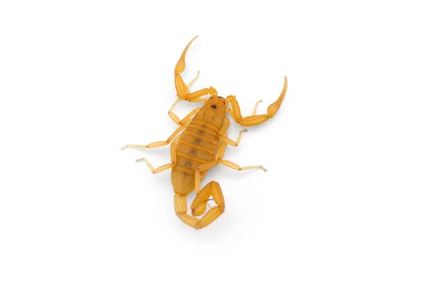 白色背景下孤立的黄色致命危险蝎子顶部视图 — 图库照片