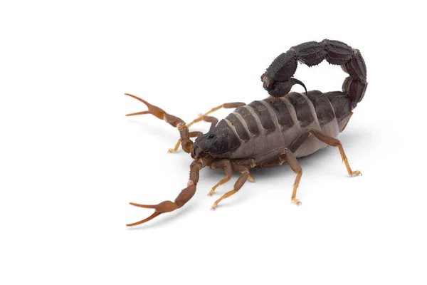 Żółty Śmiertelnie Niebezpieczny Widok Skorpiona Odizolowany Białym Tle — Zdjęcie stockowe