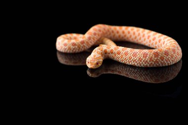 Siyah arka planda izole edilmiş albino hognose yılanı
