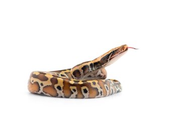 Sumatran Kısa Kuyruk Python beyaz arkaplanda izole edildi
