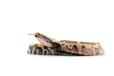 Sumatran Kısa Kuyruk Python beyaz arkaplanda izole edildi