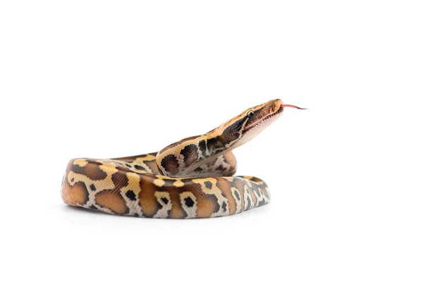 Python Queue Courte Sumatra Isolé Sur Fond Blanc — Photo