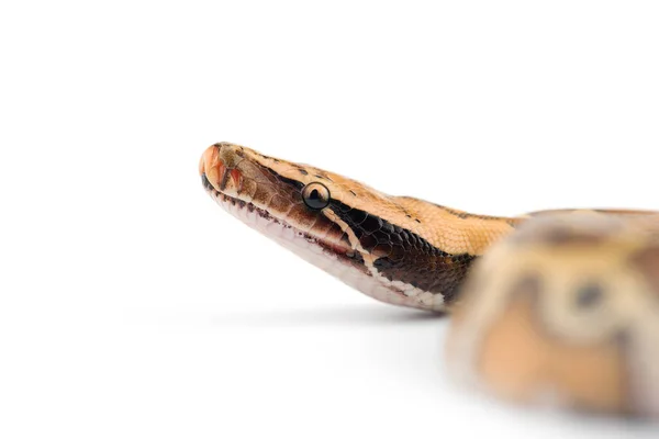 Sumatran Short Tail Python Isolado Sobre Fundo Branco — Fotografia de Stock