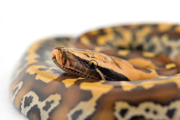 Sumatran Krátký Ocas Python Izolované Bílém Pozadí — Stock fotografie