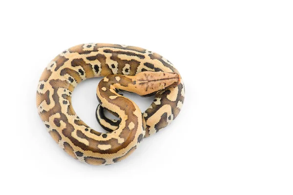 Sumatran Short Tail Python Isolato Sfondo Bianco — Foto Stock