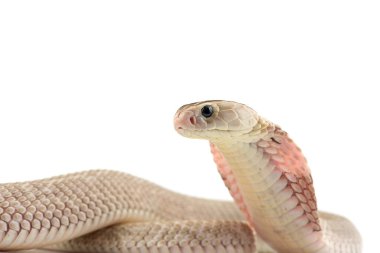 Çin kobrası beyaz arkaplanda izole edilmiş.