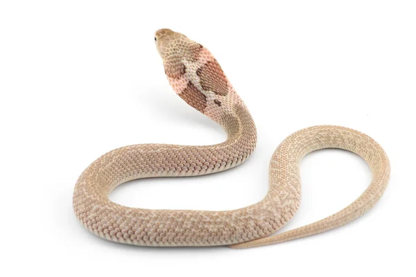 Chinese Cobra Isolated White Background — Stock Photo, Image