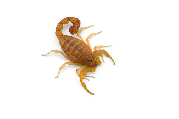 白色背景下孤立的黄色致命危险蝎子顶部视图 — 图库照片