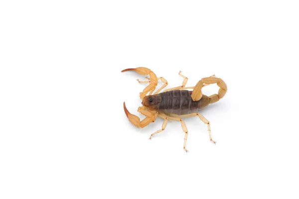 Jaune Mortel Dangereux Scorpion Vue Dessus Isolé Sur Fond Blanc — Photo