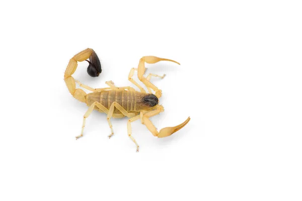 白色背景下孤立的黄色致命危险蝎子顶部视图 免版税图库图片