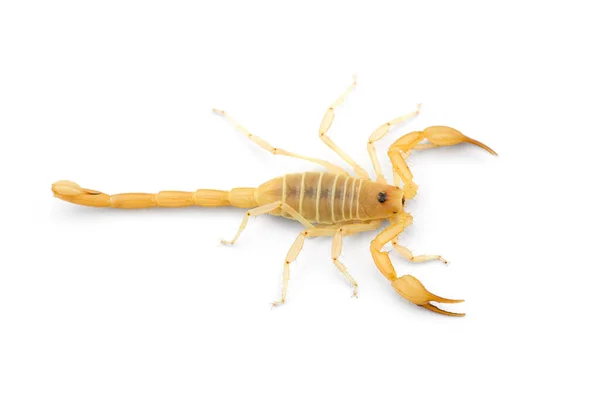 白色背景下孤立的黄色致命危险蝎子顶部视图 图库图片