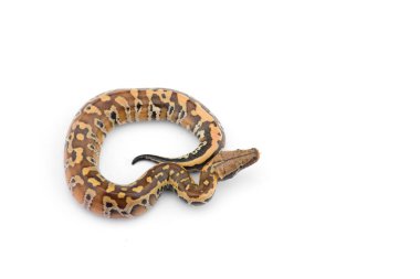 Sumatran Kısa Kuyruk Python beyaz arkaplanda izole edildi