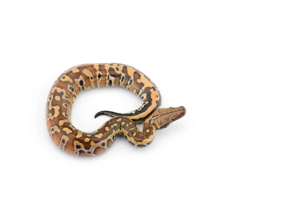 Sumatran Short Tail Python Isolado Sobre Fundo Branco — Fotografia de Stock