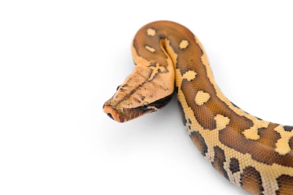 Sumatran Short Tail Python Выделен Белом Фоне — стоковое фото