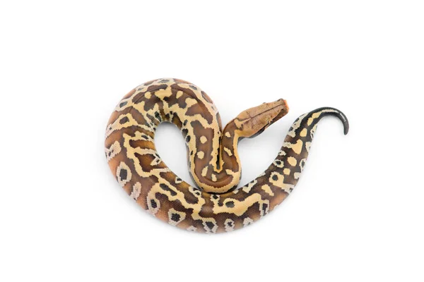 Sumatran Kort Svans Python Isolerad Vit Bakgrund — Stockfoto