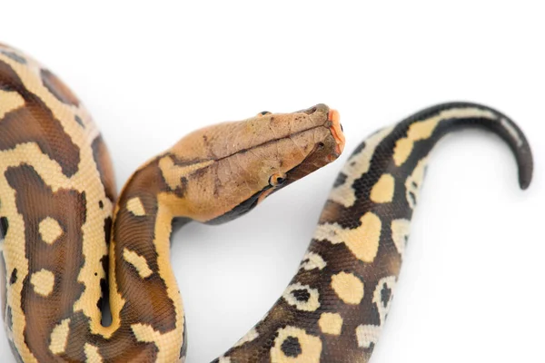 Sumatran Short Tail Python Isolado Sobre Fundo Branco — Fotografia de Stock