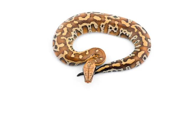 Sumatran Short Tail Python分离于白色背景中 免版税图库图片