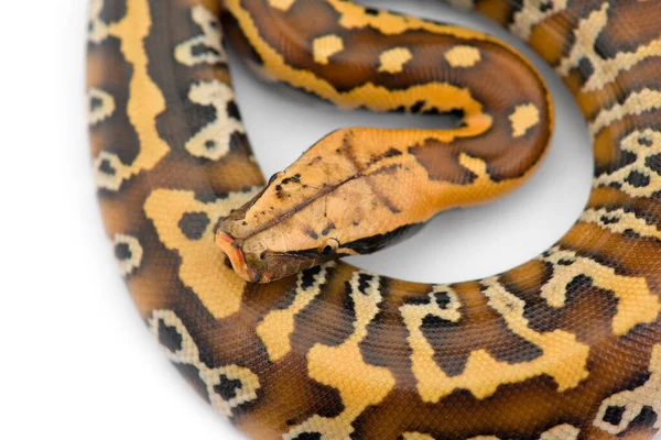Sumatra Short Tail Python Isoliert Auf Weißem Hintergrund Stockbild