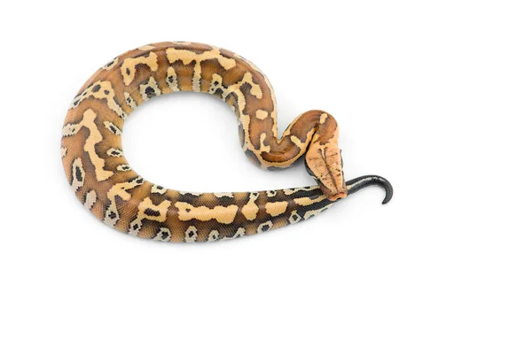 Sumatra Short Tail Python Isoliert Auf Weißem Hintergrund Stockbild