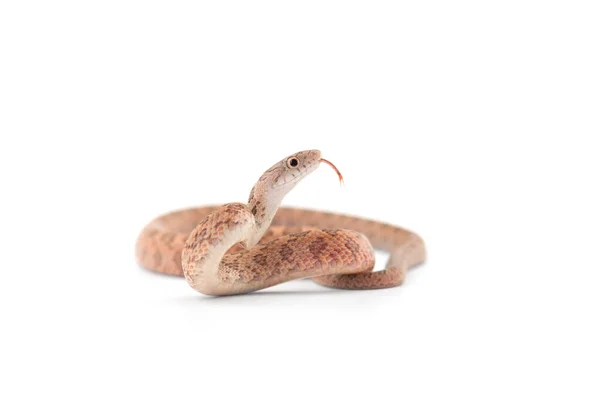 在白色背景下孤立的攻击性鼠蛇攻击姿势 — 图库照片