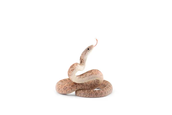 Agresivní Krysí Had Útok Póza Izolované Bílém Pozadí Stock Snímky