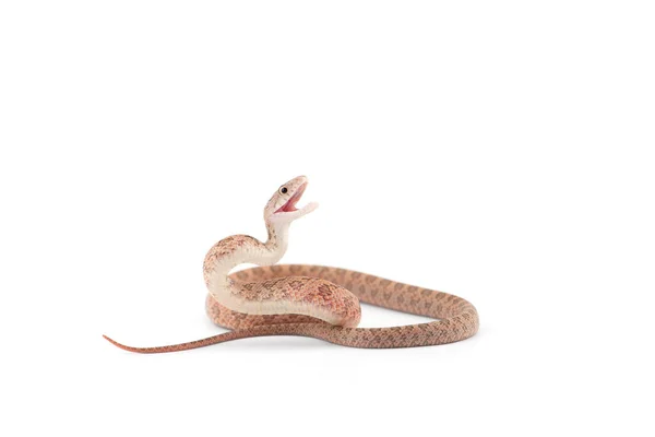 在白色背景下孤立的攻击性鼠蛇攻击姿势 图库图片