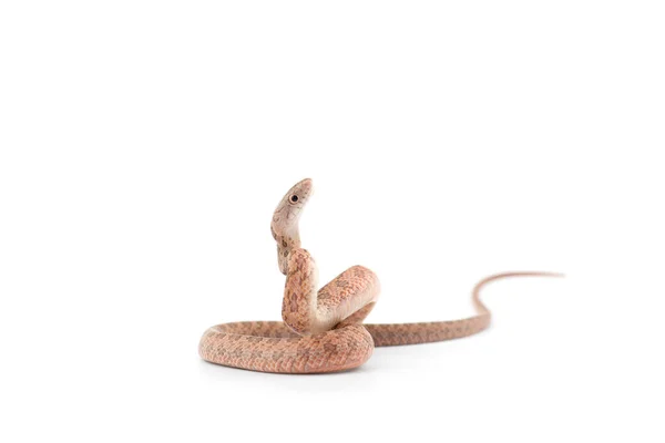 在白色背景下孤立的攻击性鼠蛇攻击姿势 免版税图库照片