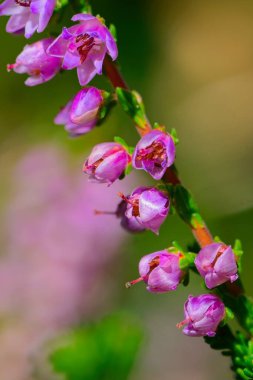 A detailed closeup view of a vibrant bunch of purple flowers blooming beautifully on a green stem filled with life and color