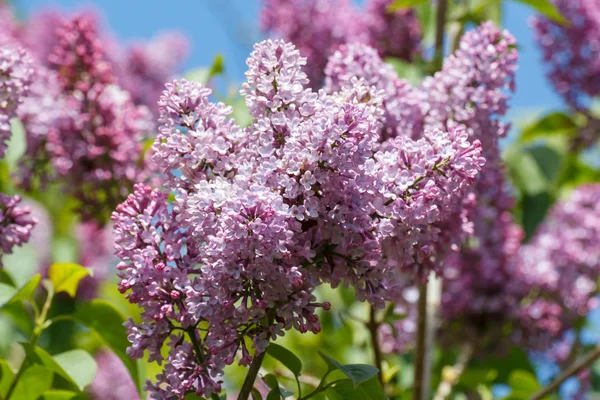 Bahar sırasında bir bahçede lila mor çiçekler