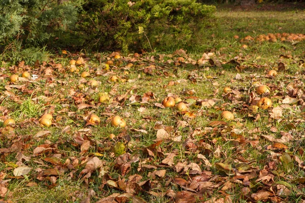 Pommes Feuilles Mortes Sol Automne — Photo