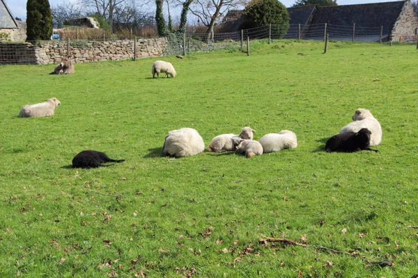 Černá Bílá Ovce Ležet Poli — Stock fotografie