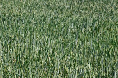 Baharda Britanya 'da buğday tarlası hâlâ yeşil