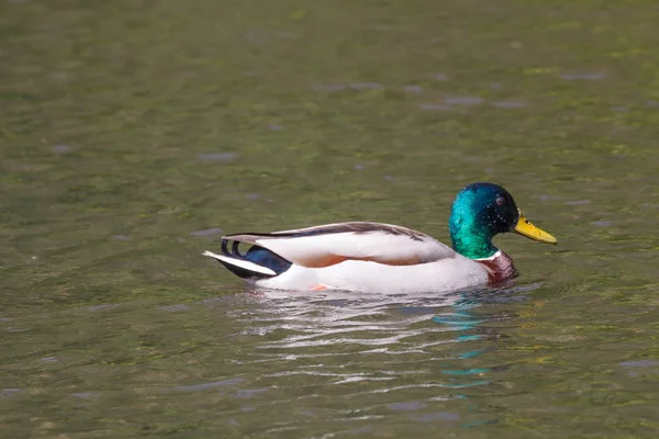 Pato Real Macho Nadando Río Bretaña — Foto de Stock