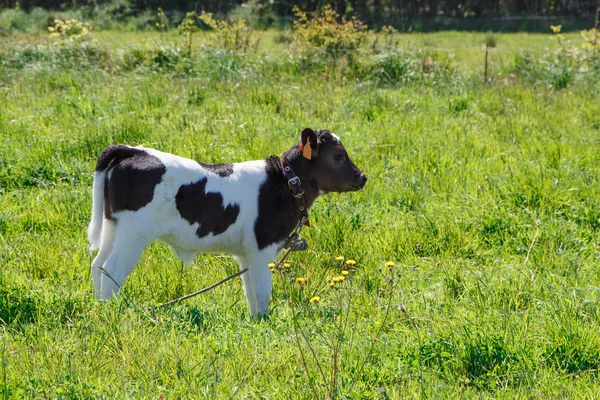 Newborn Breton Pie Noire Calf Field Brittany Spring — Stock Photo, Image