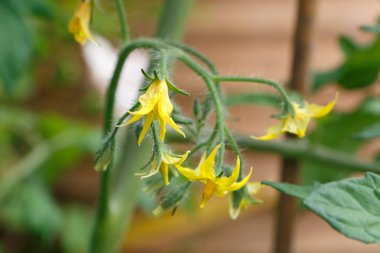 Bir sebze bahçesinde domates bitkisinin sarı çiçek