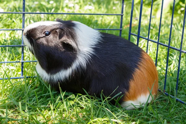 Guinea pig under a wire fencing in a garden