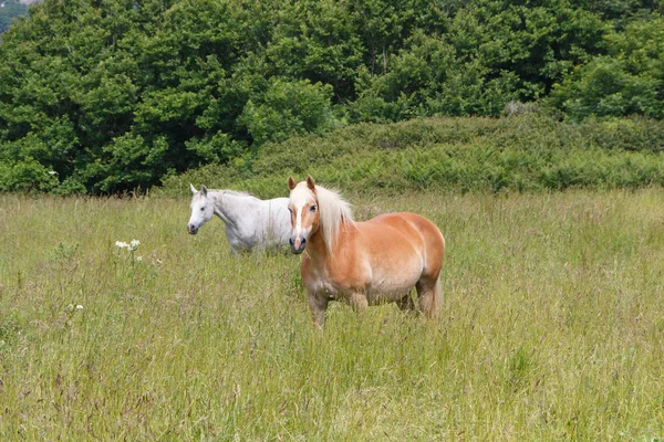 Dois Cavalos Castanhos Cinzas Campo Bretanha Durante Primavera — Fotografia de Stock